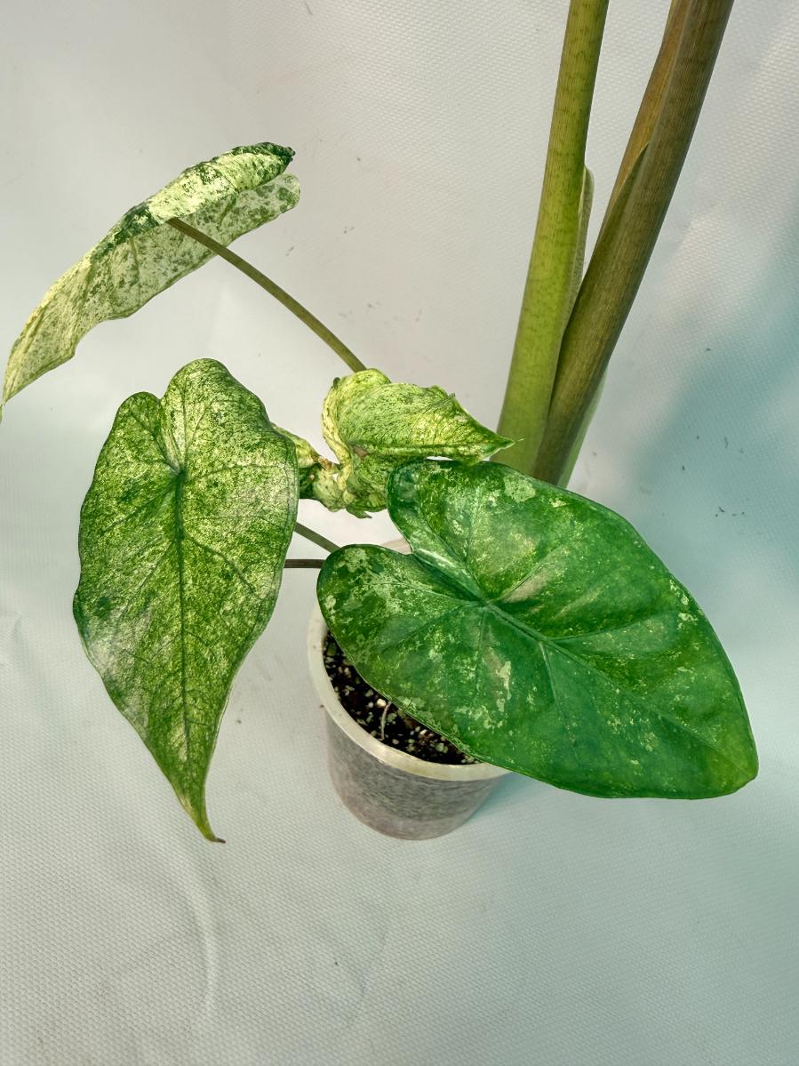 Alocasia Macrorrhiza Variegata 03