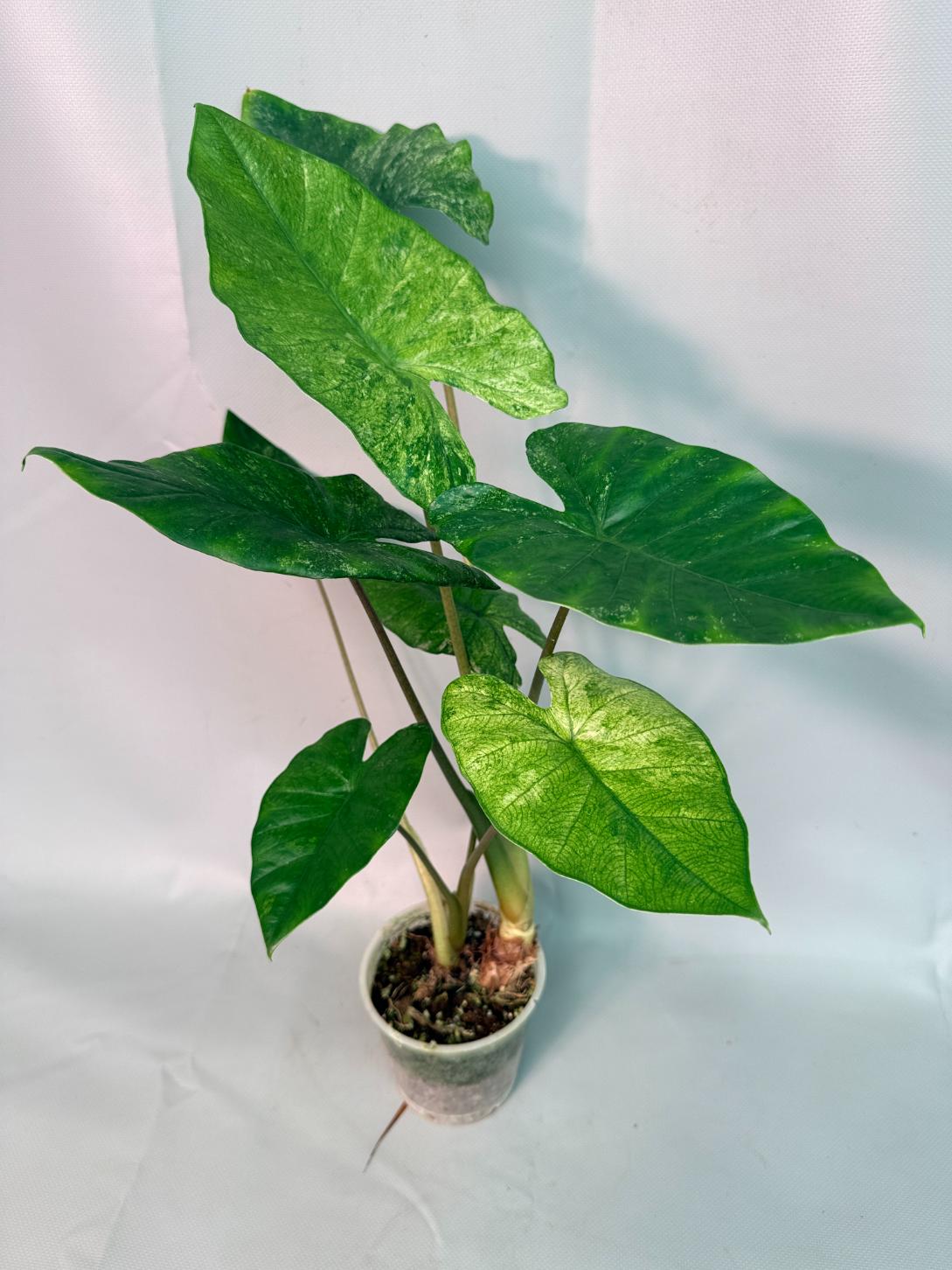 Alocasia Macrorrhiza Variegata 02