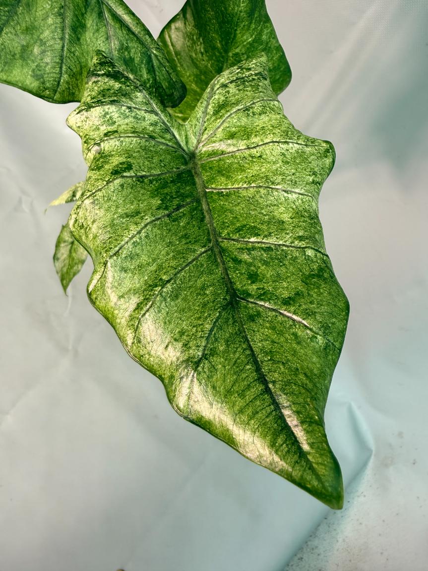 alocasia macrorrhiza variegata rhizome Alocasia Macrorrhiza Variegata