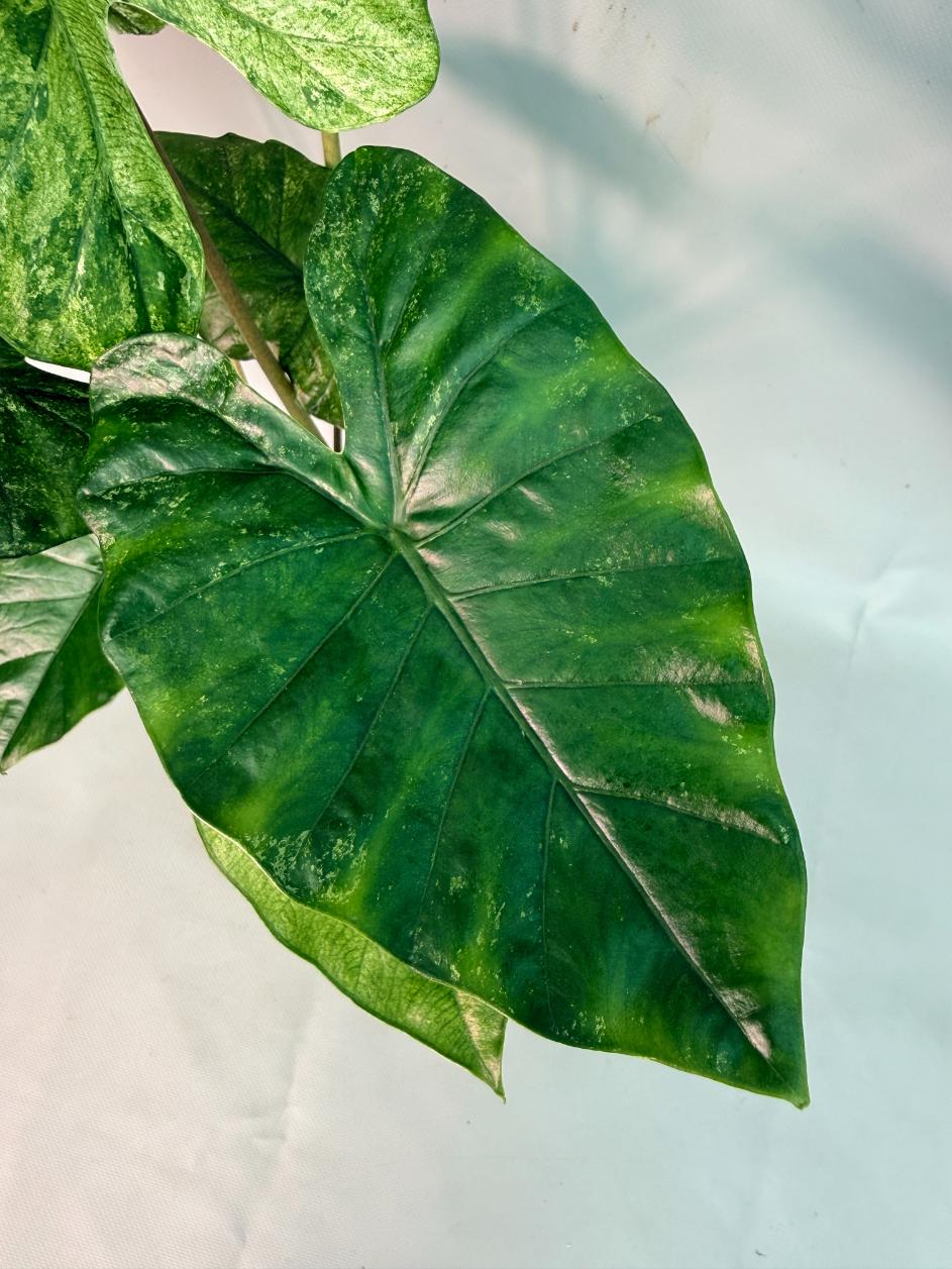 Alocasia Macrorrhiza Variegata 03