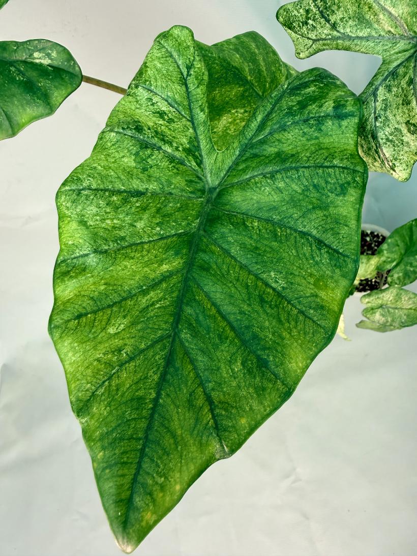 Alocasia Macrorrhiza Variegata  05