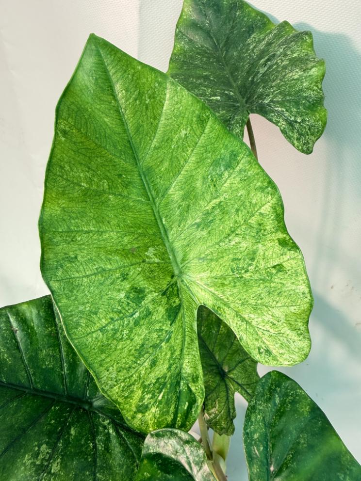 Alocasia Macrorrhiza Variegata 04