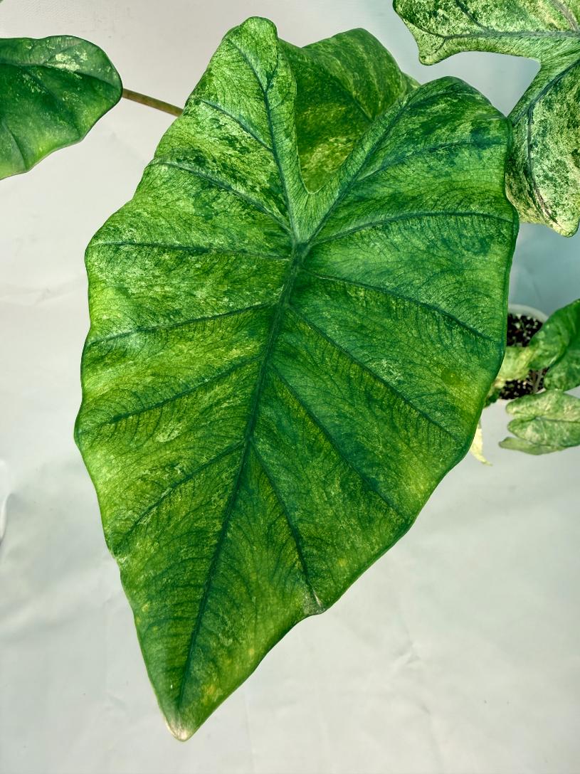 Alocasia Macrorrhiza Variegata