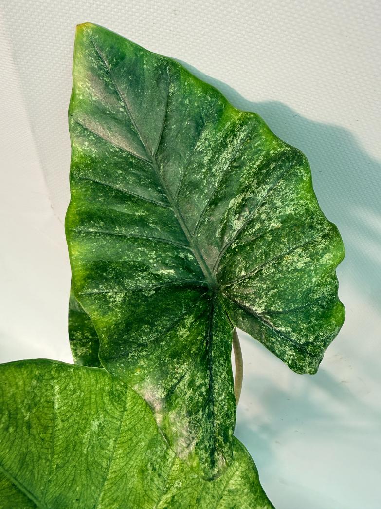 Alocasia Macrorrhiza Variegata 05