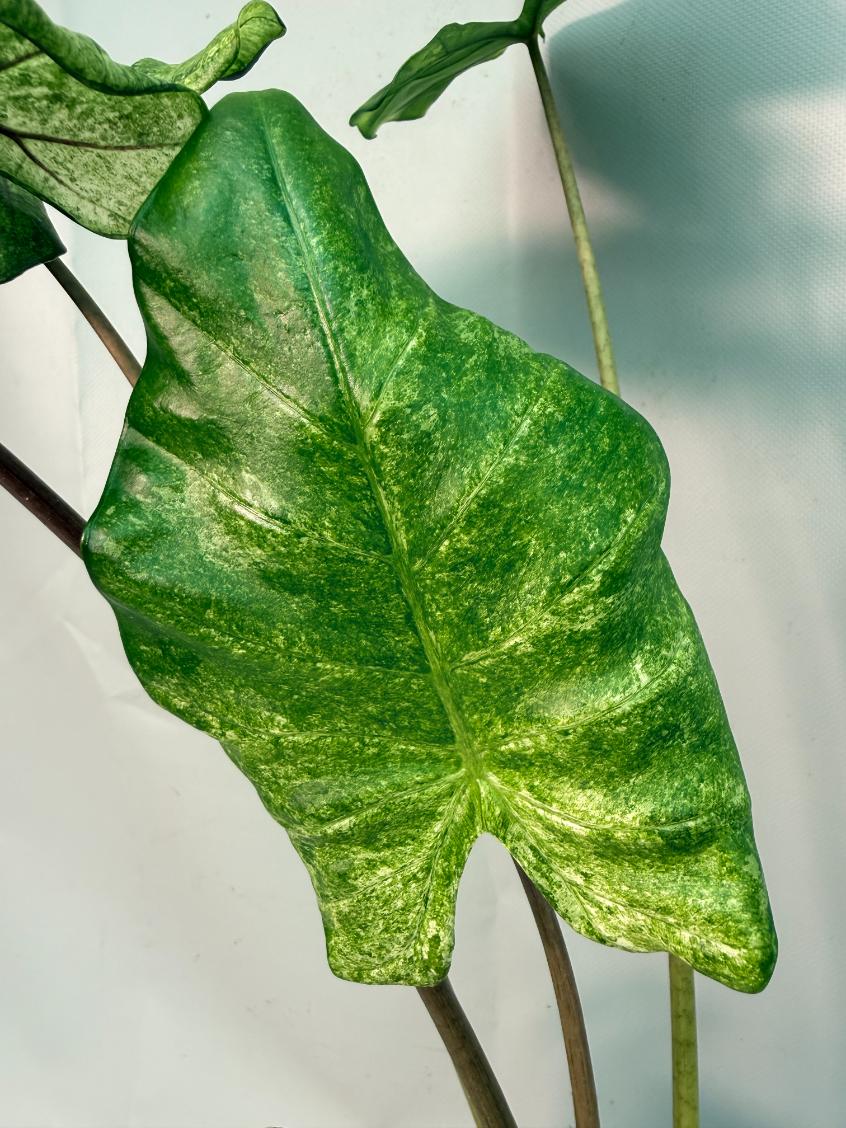 Alocasia Macrorrhiza Variegata 07