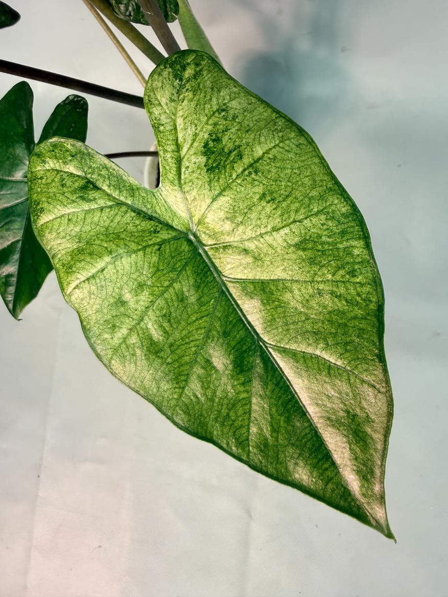 Alocasia Macrorrhiza Variegata 06