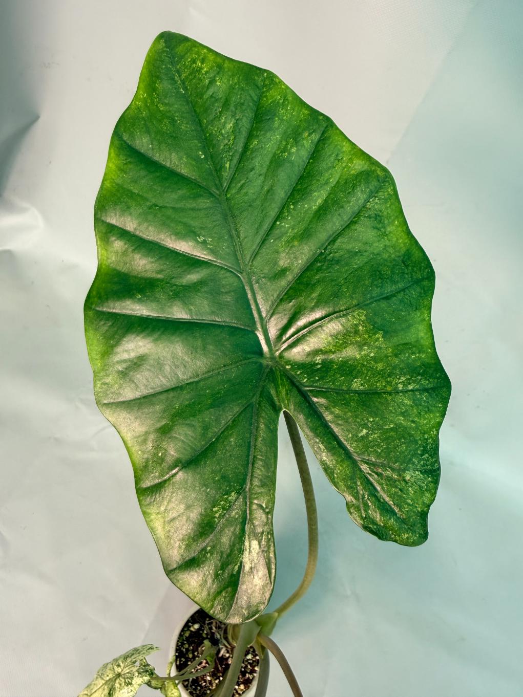 Alocasia Macrorrhiza Variegata 08