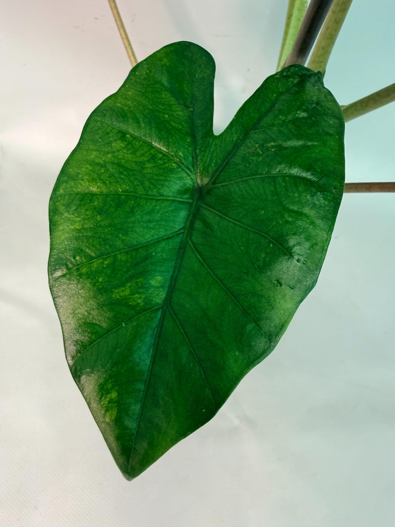 Alocasia Macrorrhiza Variegata 07