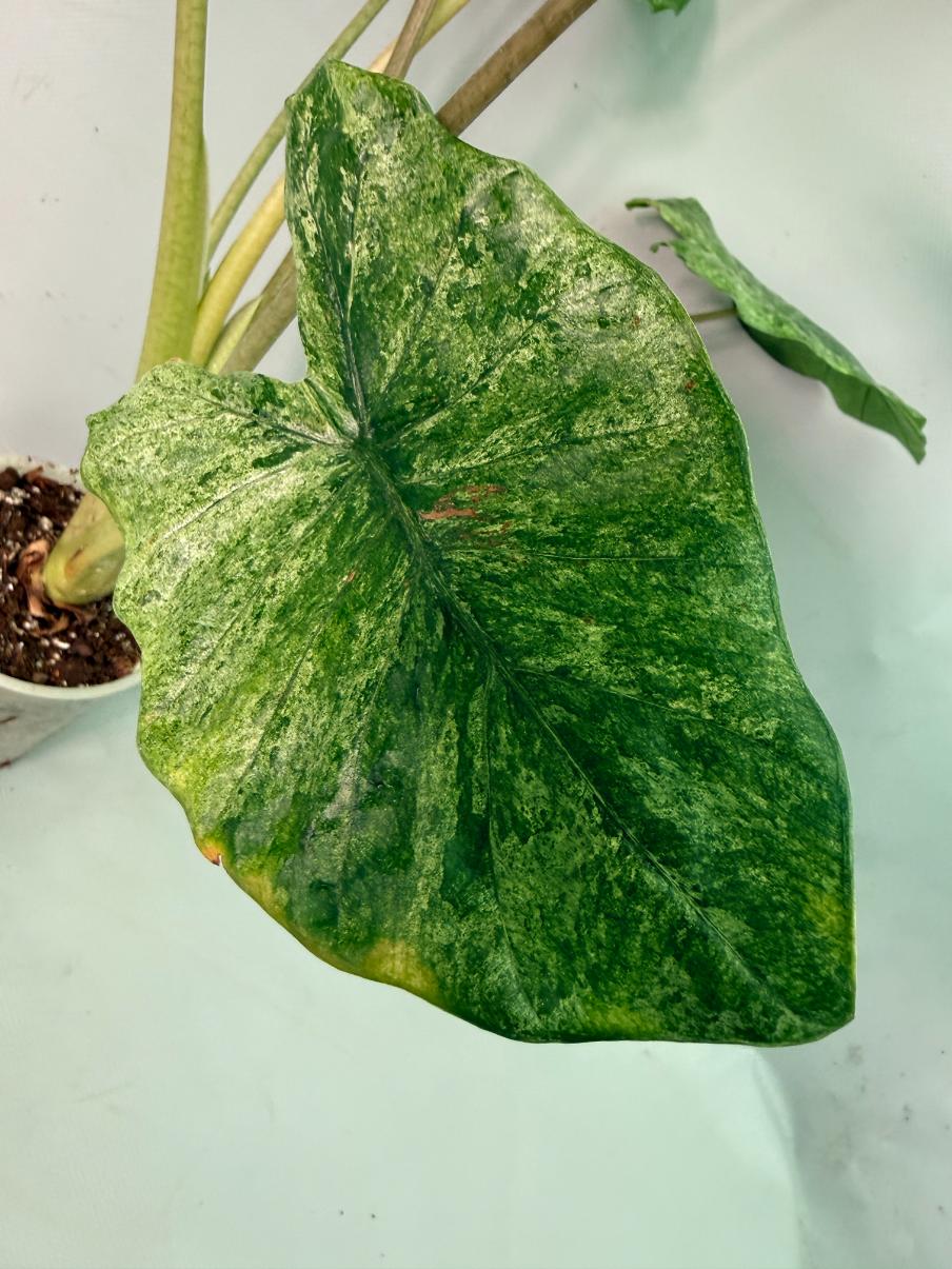 Alocasia Macrorrhiza Variegata 07
