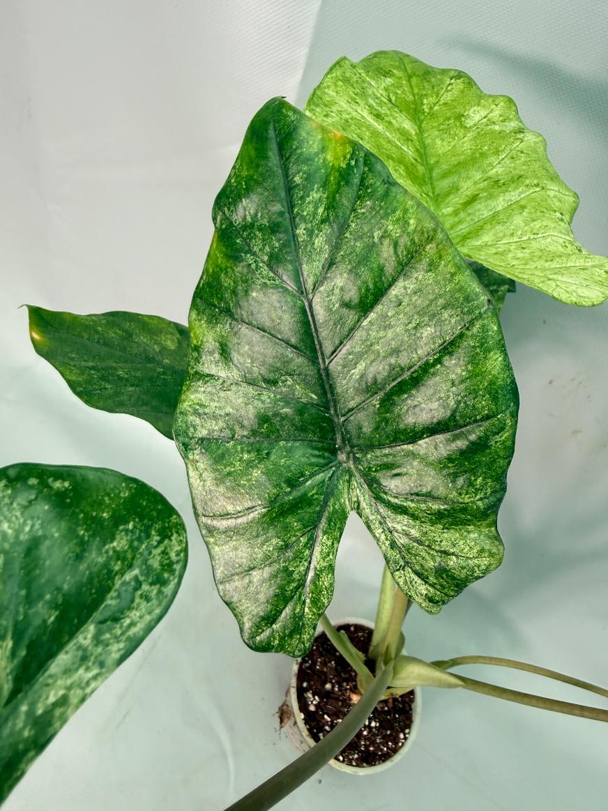 Alocasia Macrorrhiza Variegata 08