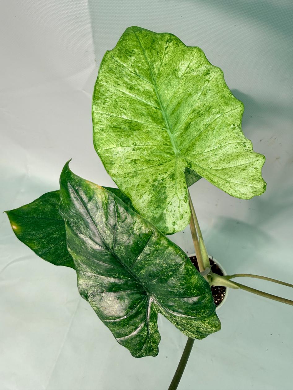 Alocasia Macrorrhiza Variegata 09