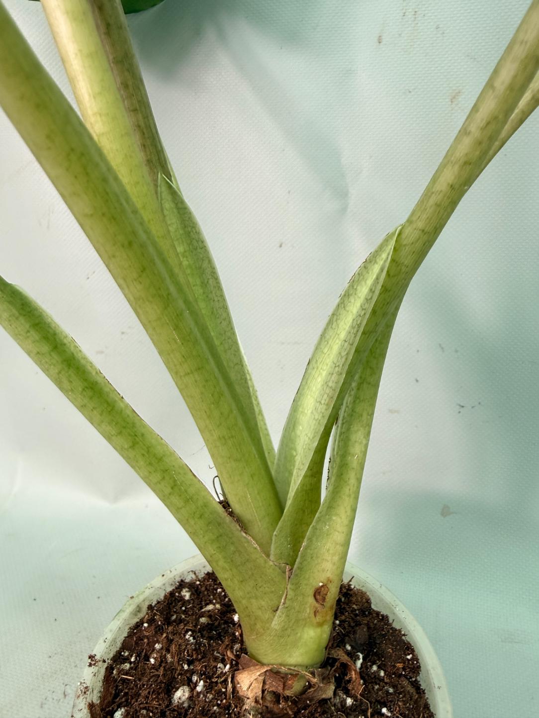 Alocasia Macrorrhiza Variegata 10