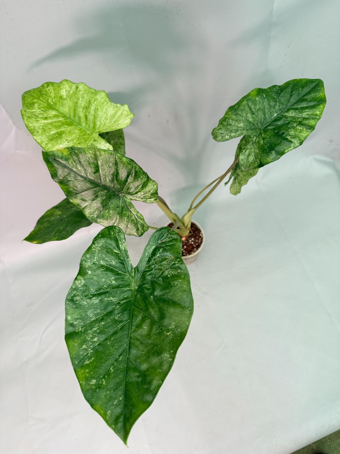 Alocasia Macrorrhiza Variegata 11