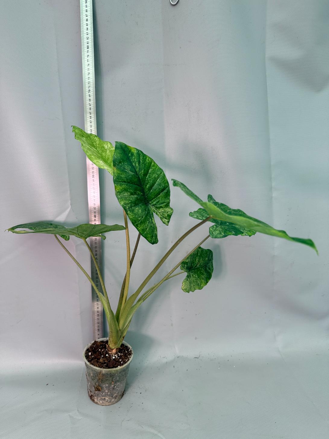 Alocasia Macrorrhiza Variegata