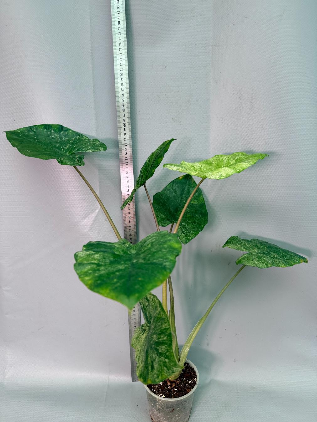Alocasia Macrorrhiza Variegata 04