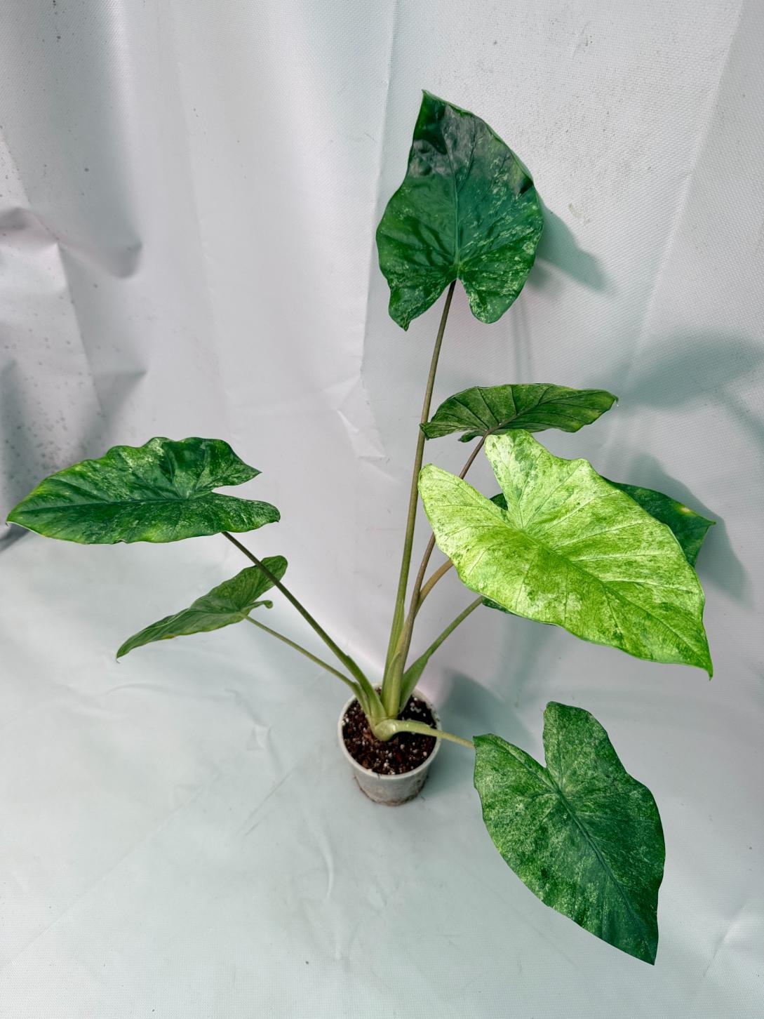 Alocasia Macrorrhiza Variegata 02