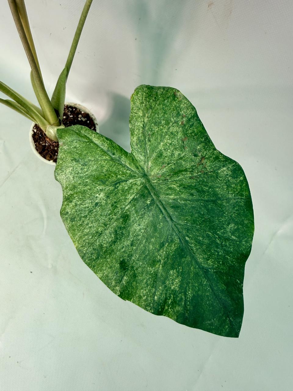 Alocasia Macrorrhiza Variegata 05
