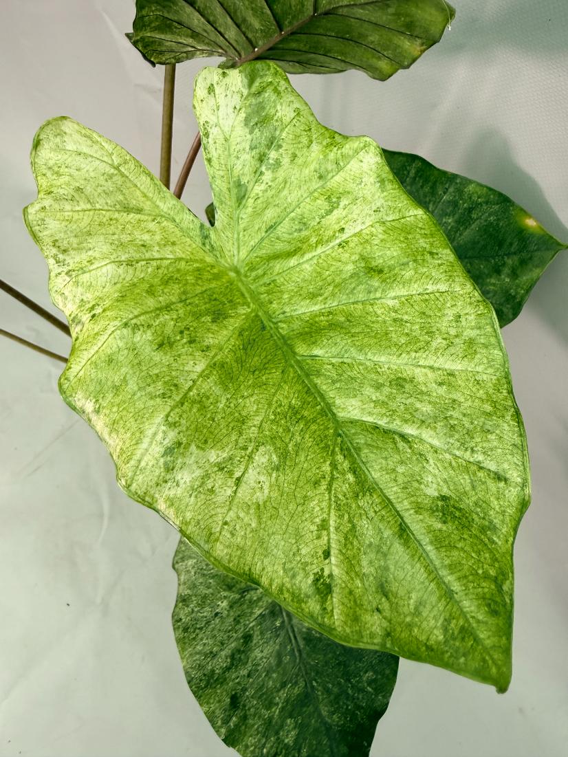 Alocasia Macrorrhiza Variegata 01