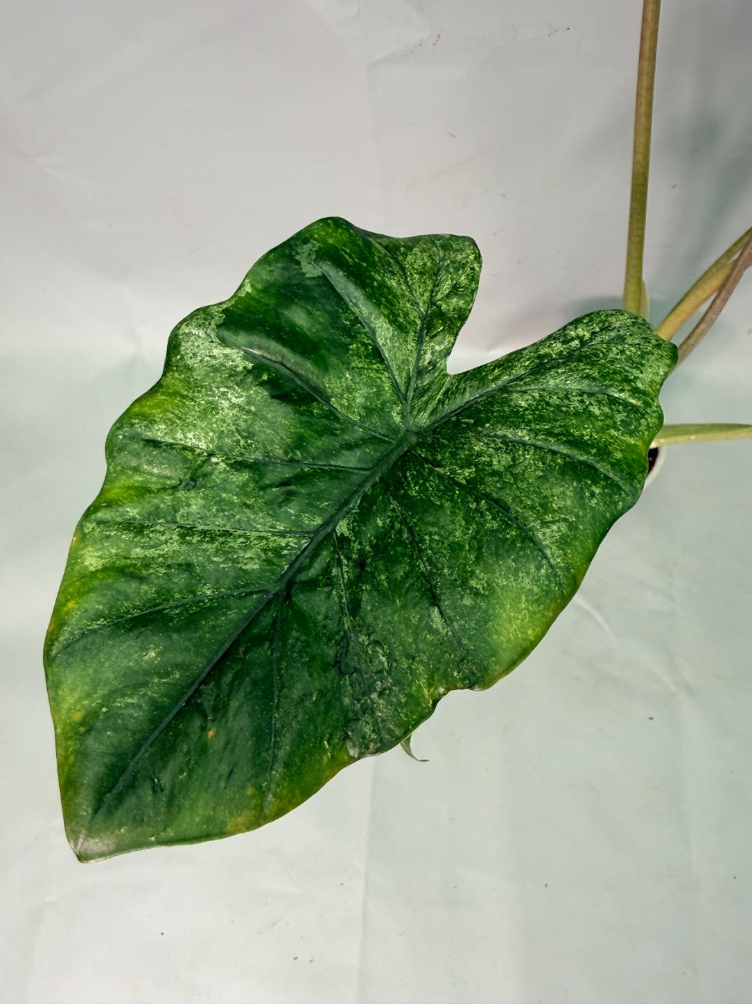 Alocasia Macrorrhiza Variegata 06