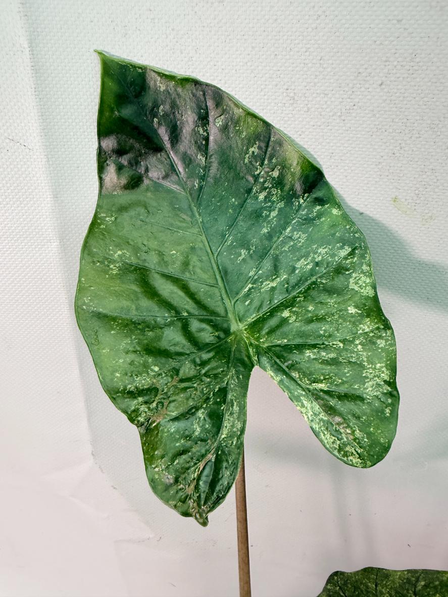 Alocasia Macrorrhiza Variegata 07