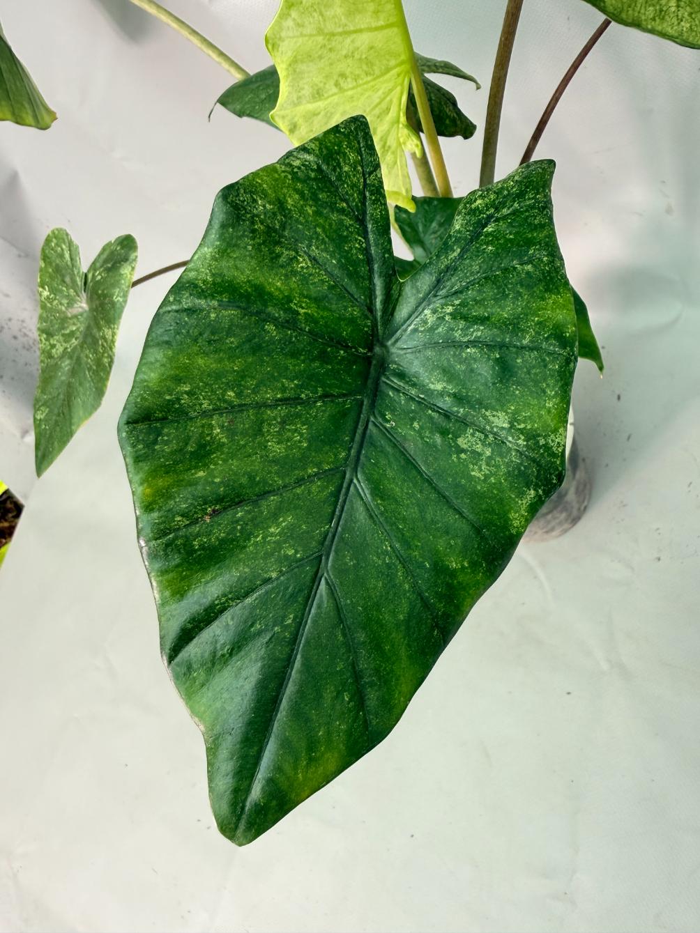 Alocasia Macrorrhiza Variegata 07