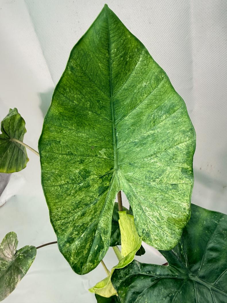 Alocasia Macrorrhiza Variegata 08
