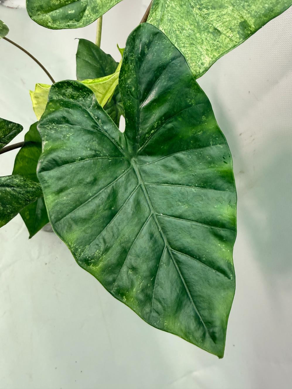 Alocasia Macrorrhiza Variegata 09