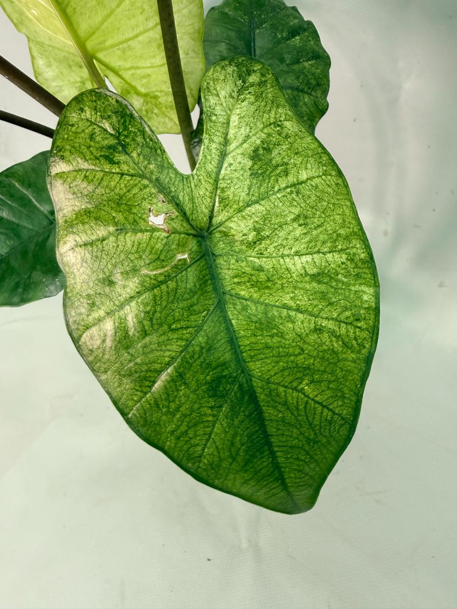 Alocasia Macrorrhiza Variegata 10