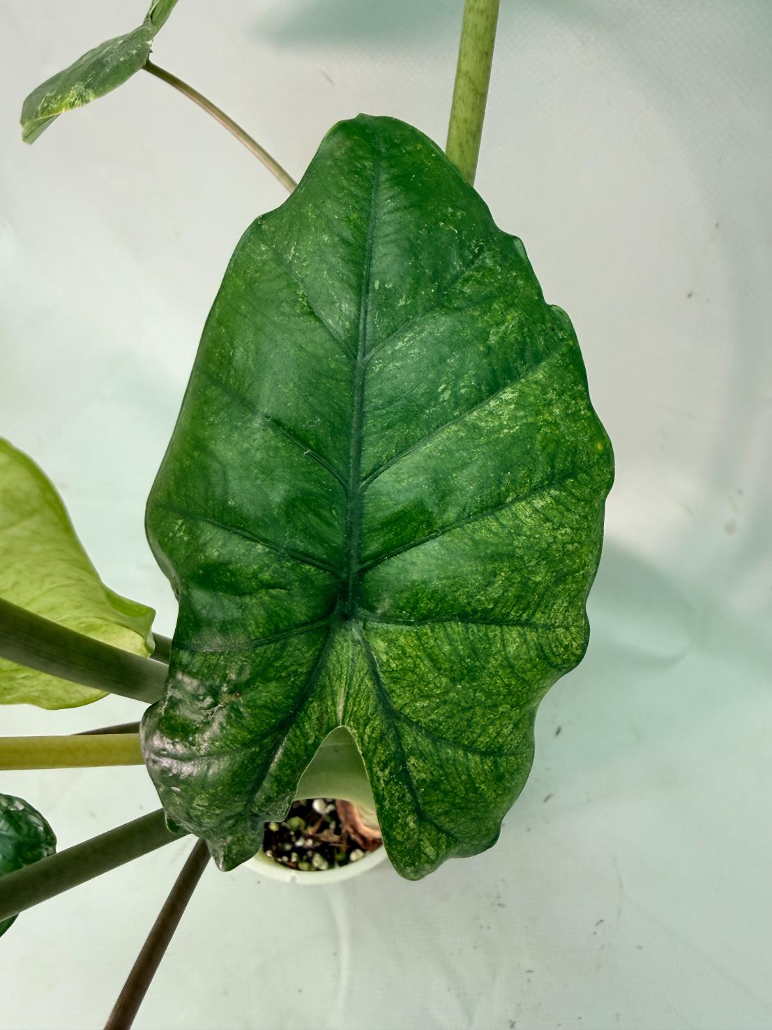 Alocasia Macrorrhiza Variegata 11