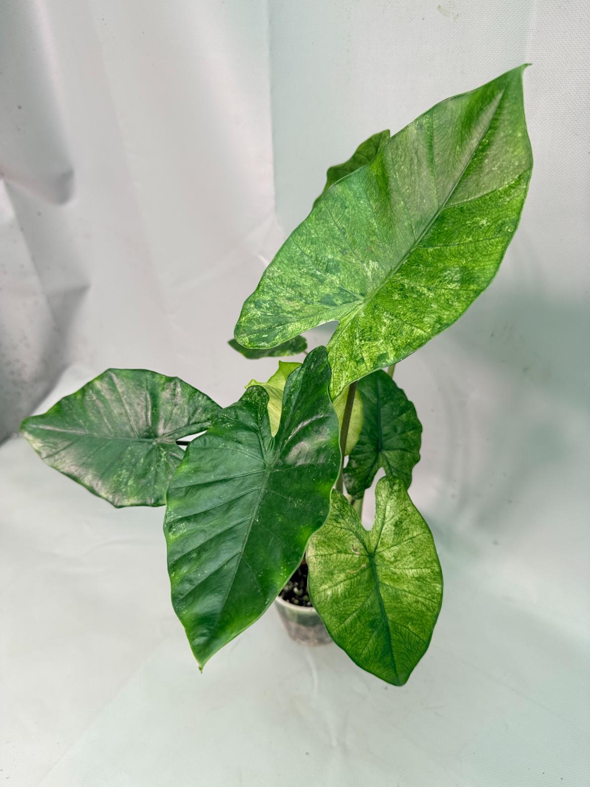 Alocasia Macrorrhiza Variegata 12