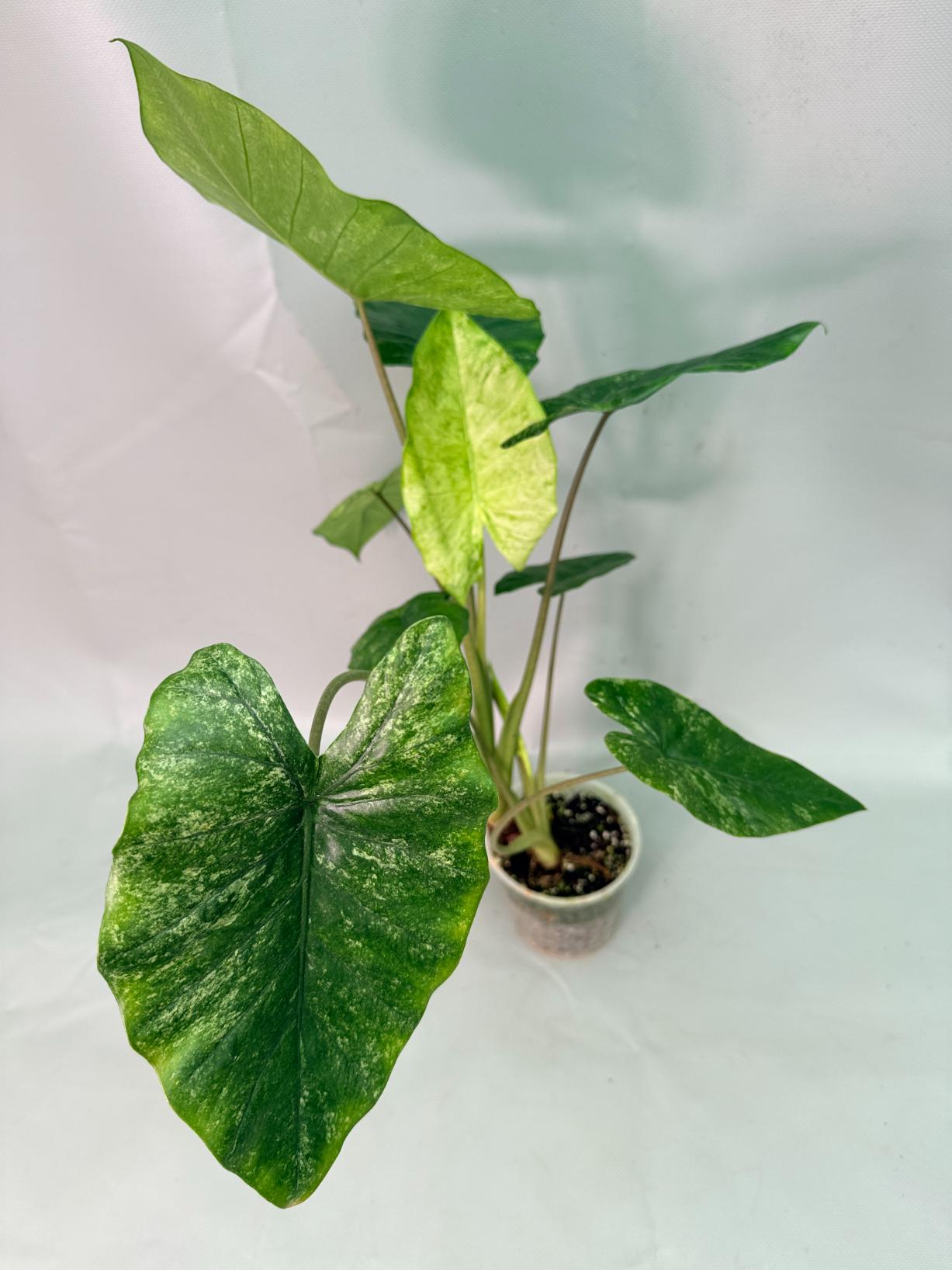 Alocasia Macrorrhiza Variegata 03