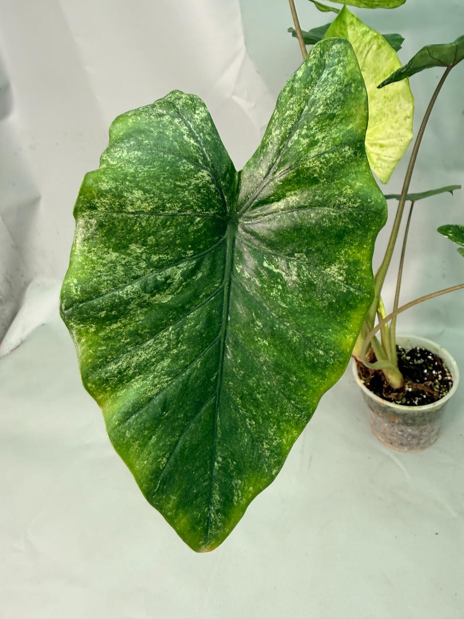 Alocasia Macrorrhiza Variegata 04