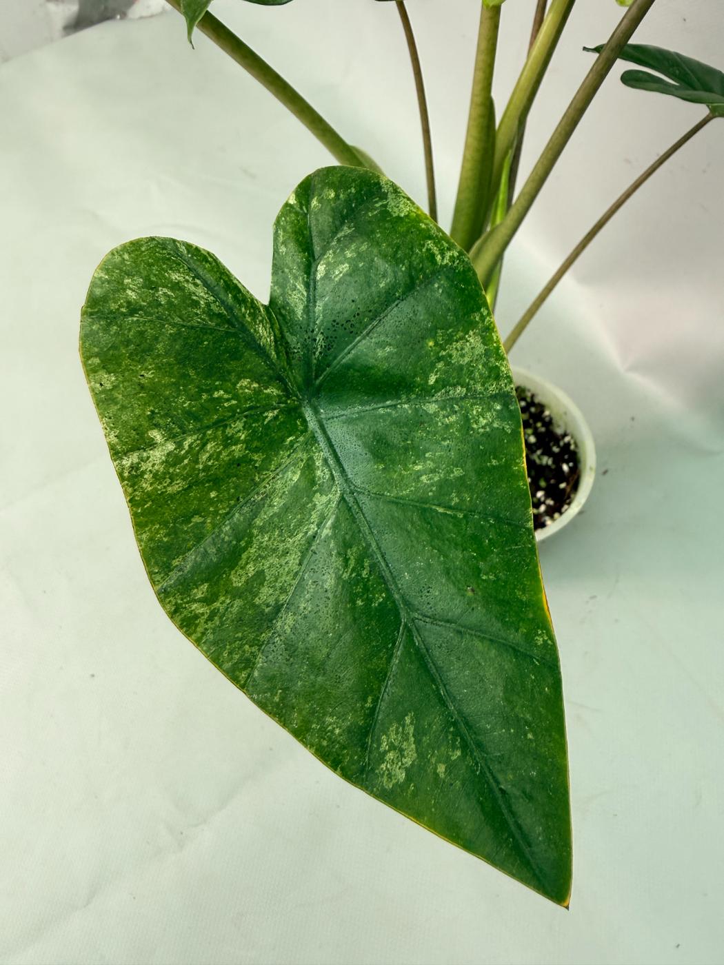 Alocasia Macrorrhiza Variegata 05