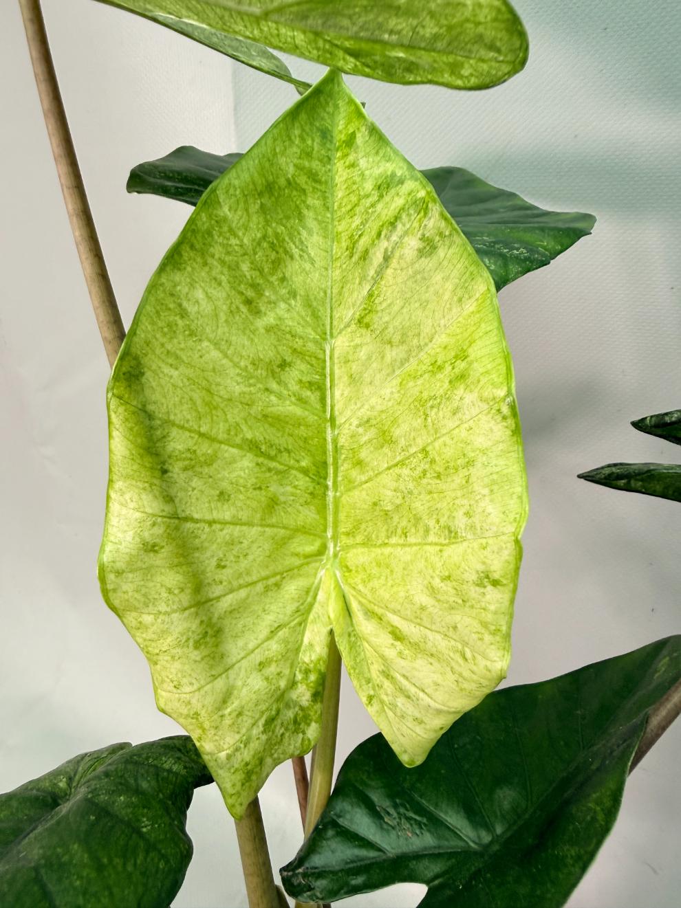 Alocasia Macrorrhiza Variegata 06