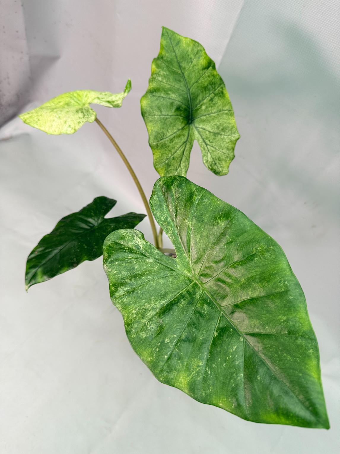 Alocasia Macrorrhiza Variegata 07