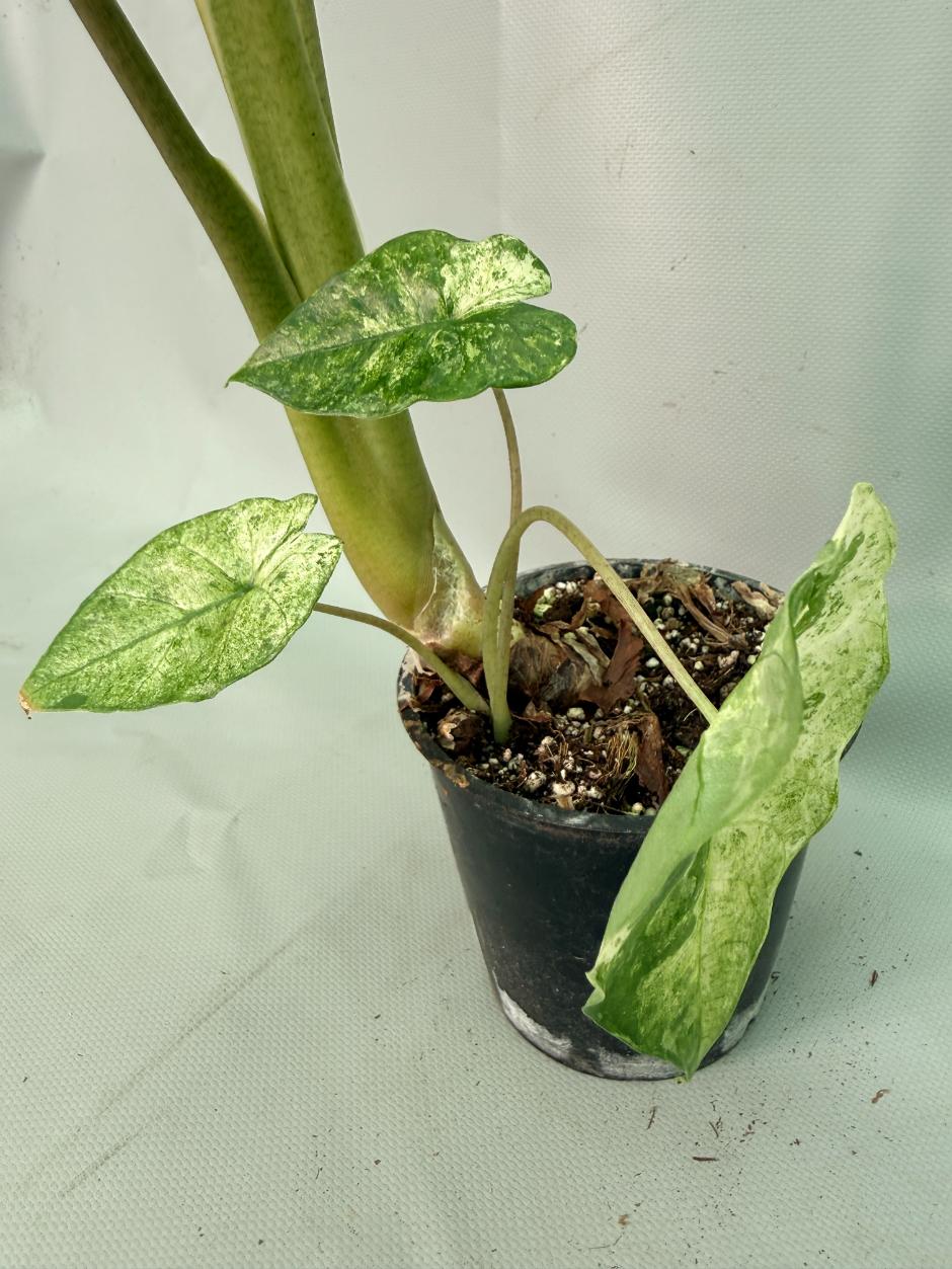 Alocasia Macrorrhiza Variegata 08