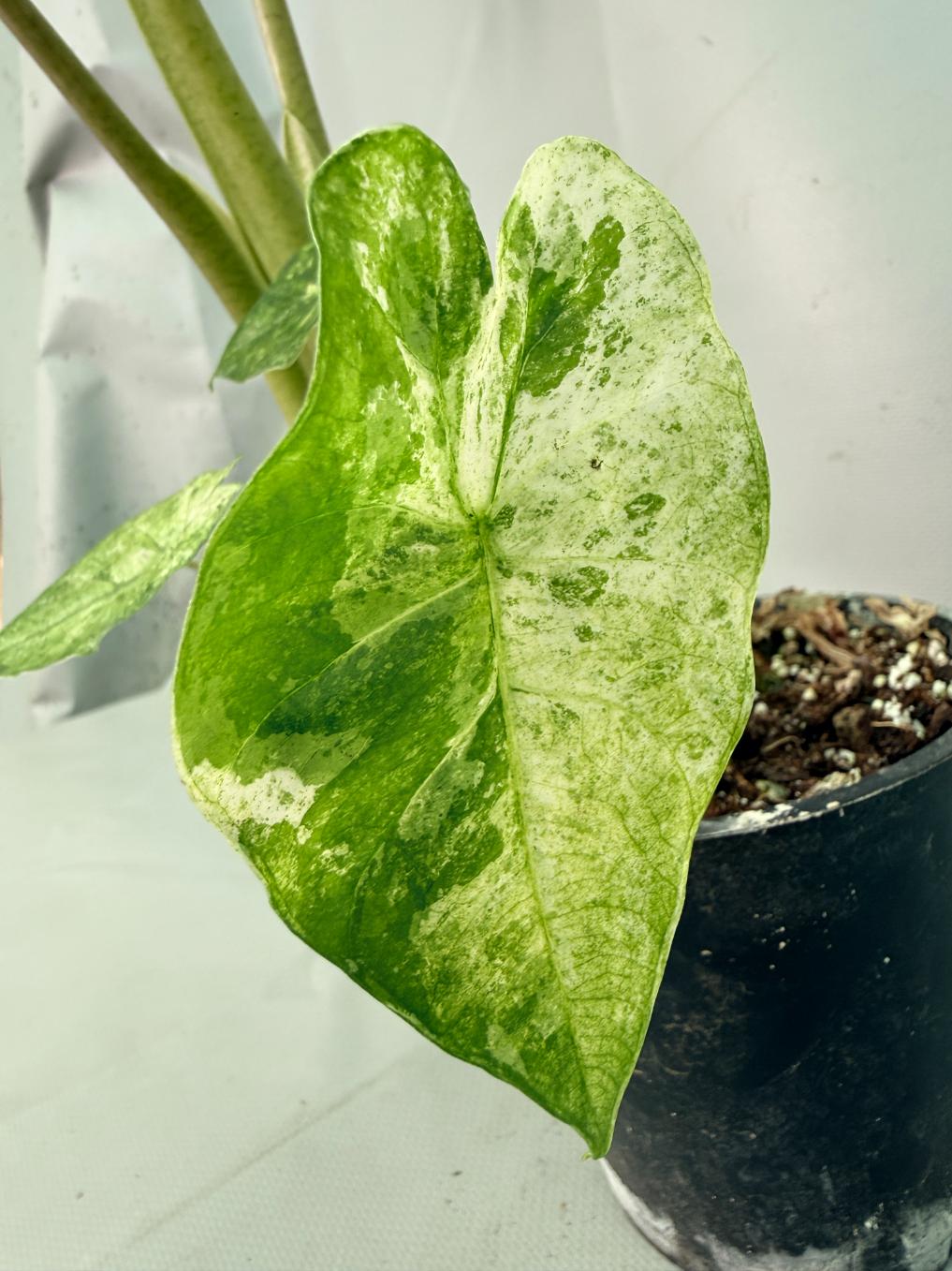 Alocasia Macrorrhiza Variegata 09