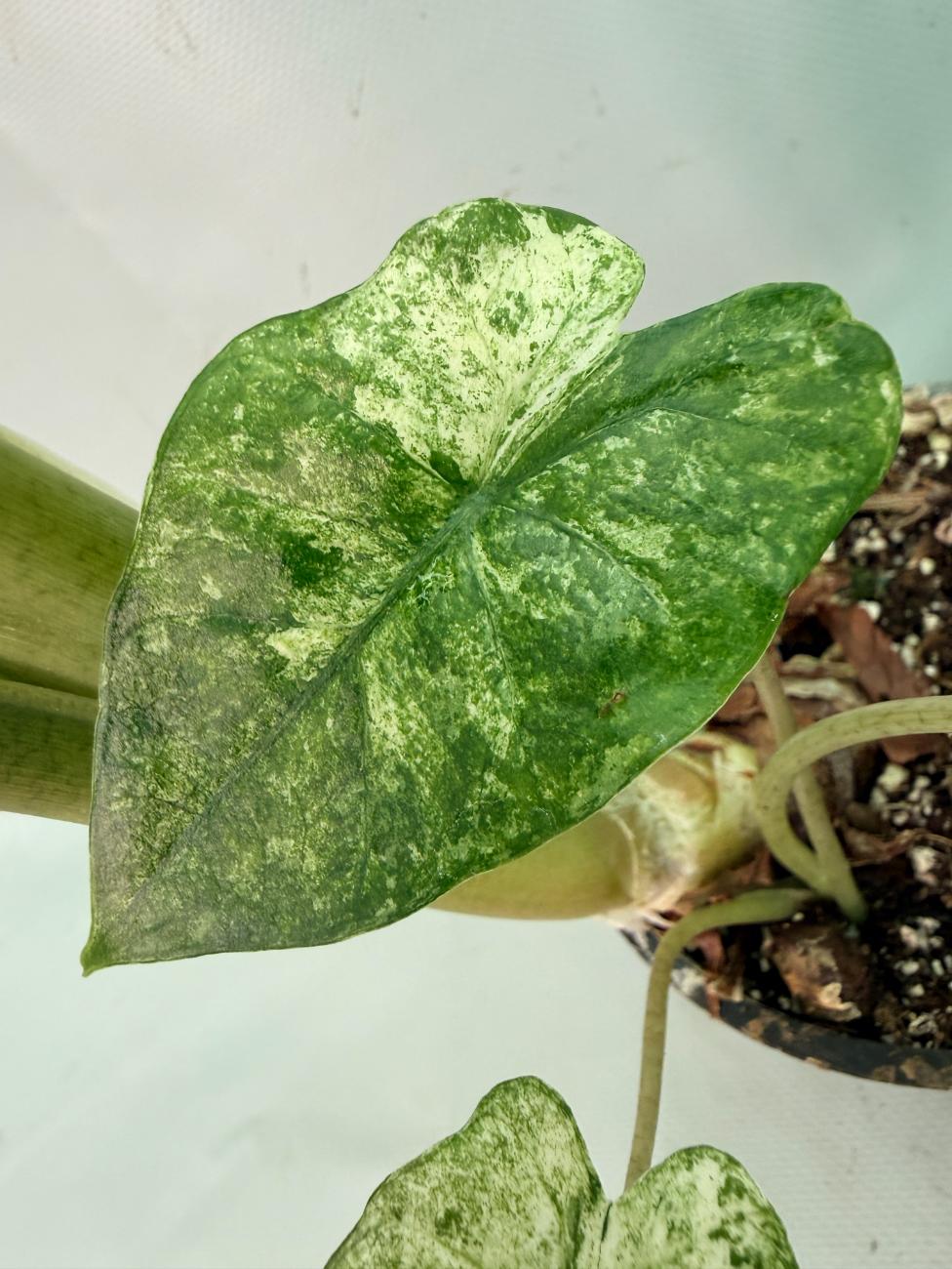 Alocasia Macrorrhiza Variegata 10