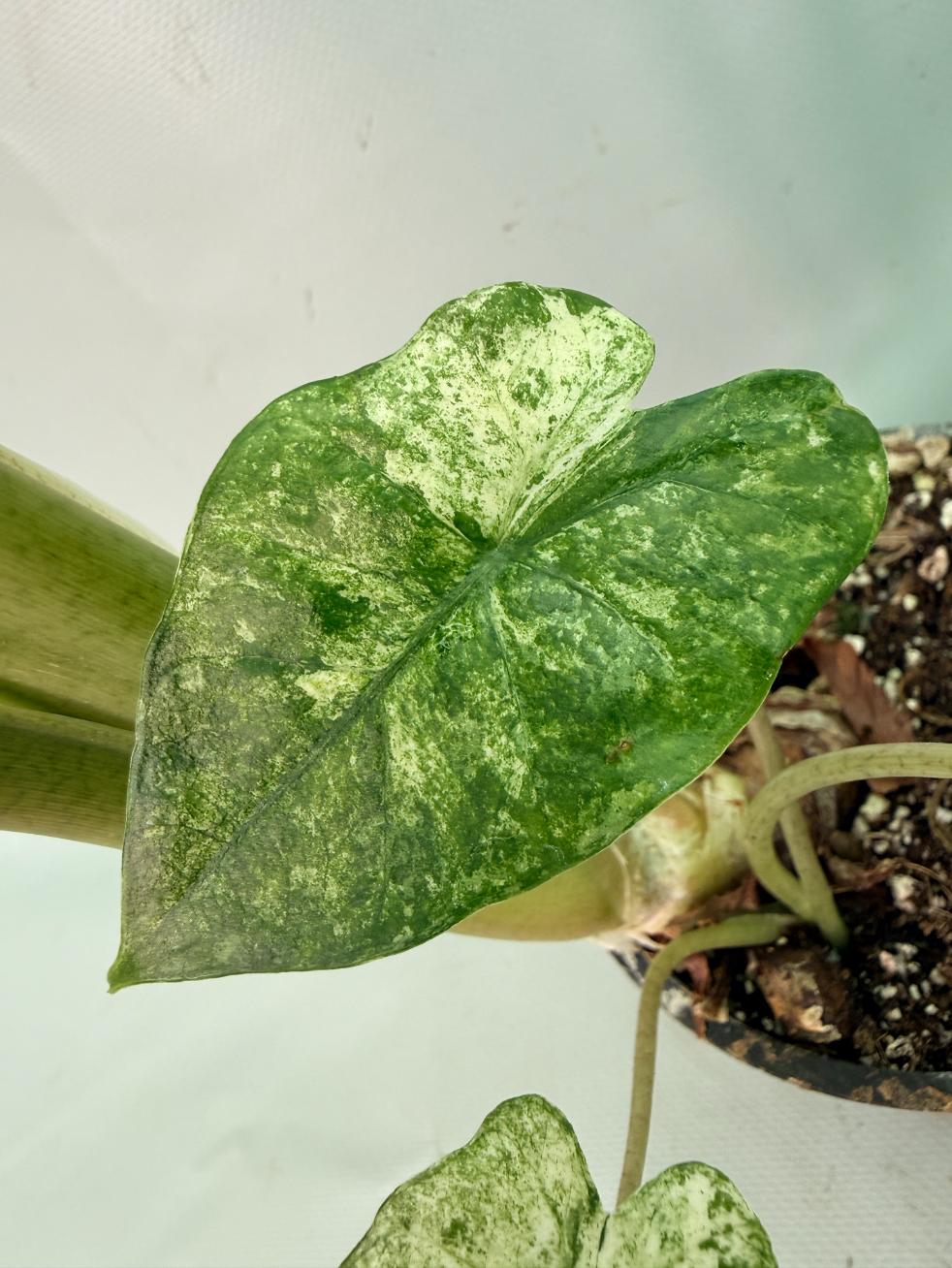 Alocasia Macrorrhiza Variegata 11