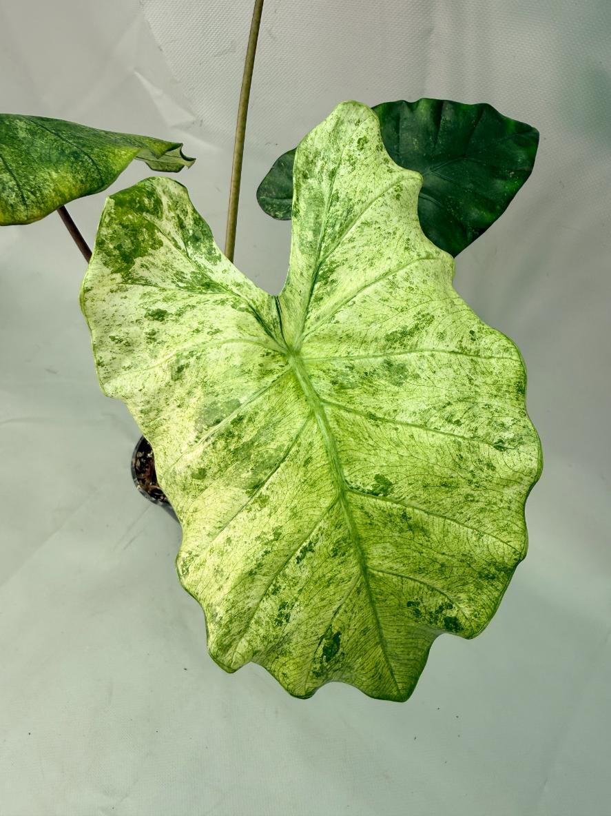 Alocasia Macrorrhiza Variegata 03