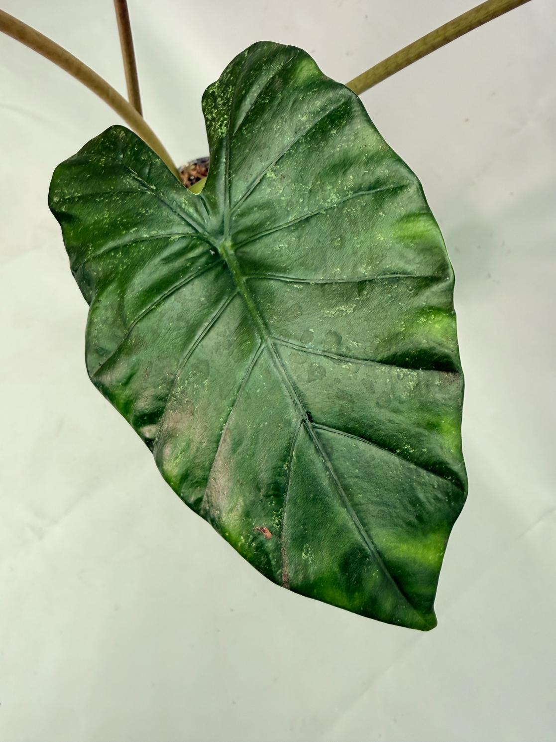 Alocasia Macrorrhiza Variegata 04