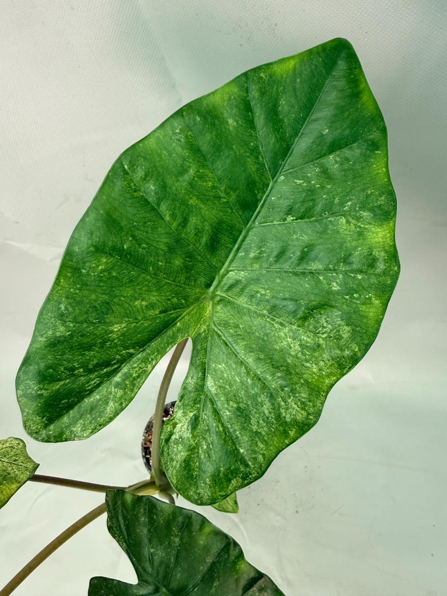 Alocasia Macrorrhiza Variegata 05