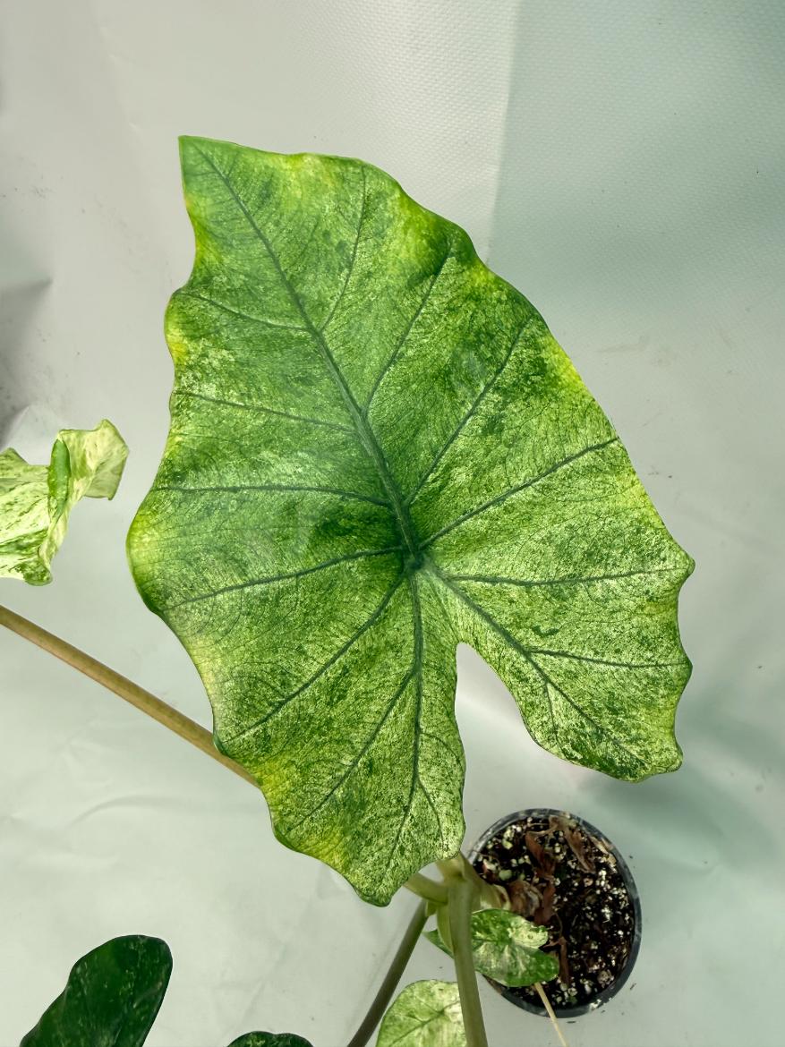 Alocasia Macrorrhiza Variegata 06