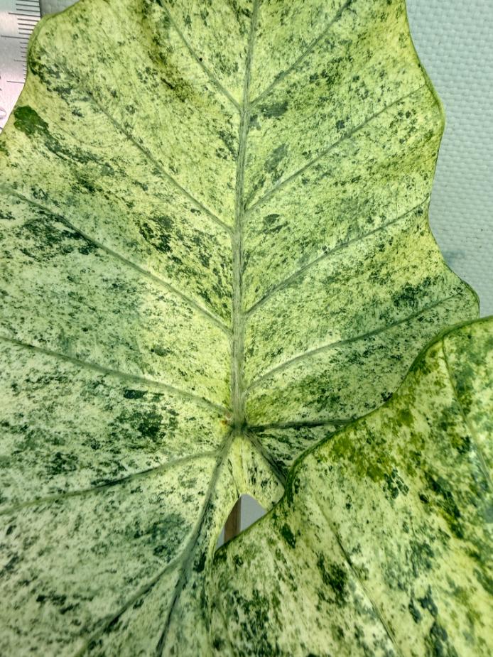 Alocasia Macrorrhiza Variegata 2
