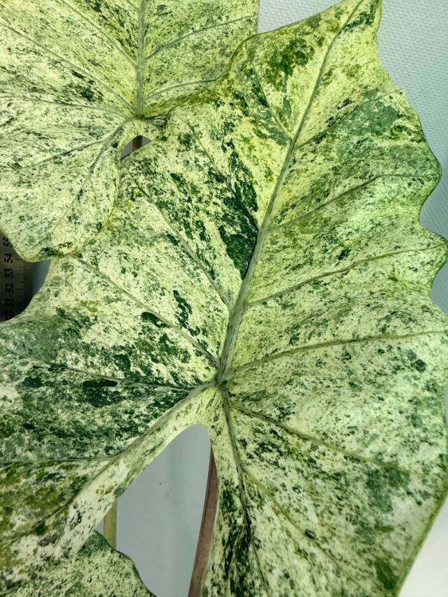 Alocasia Macrorrhiza Variegata 7