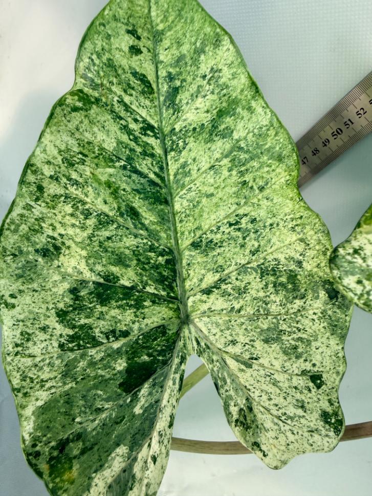 Alocasia Macrorrhiza Variegata 9