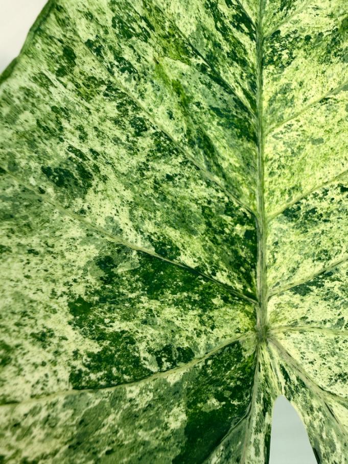 Alocasia Macrorrhiza Variegata 8