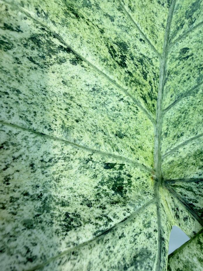 Alocasia Macrorrhiza Variegata 4