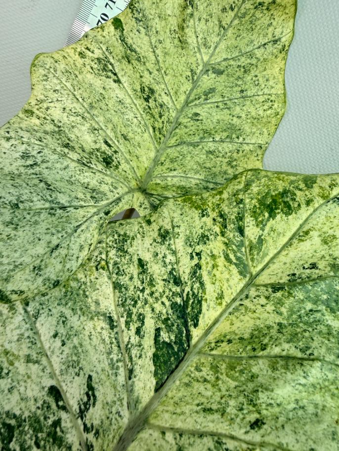 Alocasia Macrorrhiza Variegata 5