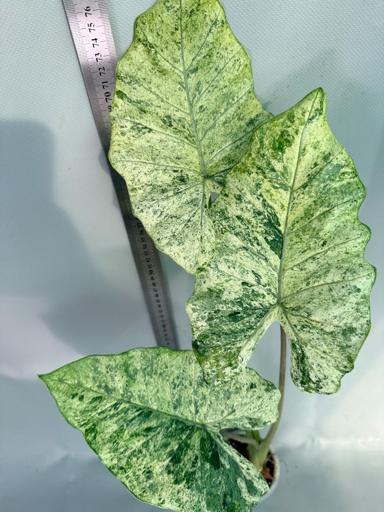Alocasia Macrorrhiza Variegata 6